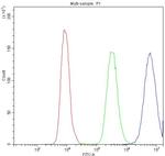 PPT1 Antibody in Flow Cytometry (Flow)