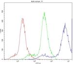 PPT1 Antibody in Flow Cytometry (Flow)