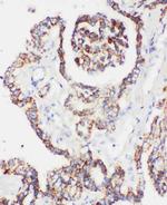 PRDX5 Antibody in Immunohistochemistry (Paraffin) (IHC (P))