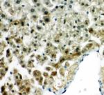 PRDX5 Antibody in Immunohistochemistry (Paraffin) (IHC (P))