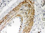 PKC lambda/iota Antibody in Immunohistochemistry (Paraffin) (IHC (P))