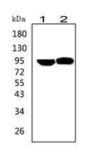 Prolactin Receptor Antibody in Western Blot (WB)