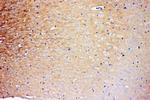 PrP Antibody in Immunohistochemistry (Paraffin) (IHC (P))