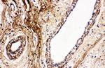 Protein C Antibody in Immunohistochemistry (Paraffin) (IHC (P))