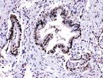 PSMA3 Antibody in Immunohistochemistry (Paraffin) (IHC (P))