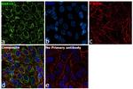 RAB10 Antibody in Immunocytochemistry (ICC/IF)