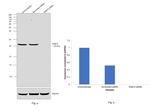 RAB10 Antibody in Western Blot (WB)