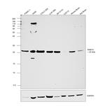 RAB10 Antibody in Western Blot (WB)