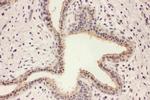 RAB8A Antibody in Immunohistochemistry (Paraffin) (IHC (P))