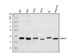 RAD51 Antibody in Western Blot (WB)