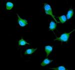 RALB Antibody in Immunocytochemistry (ICC/IF)