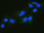 RALBP1 Antibody in Immunocytochemistry (ICC/IF)