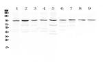 RALBP1 Antibody in Western Blot (WB)