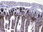 RAN Antibody in Immunohistochemistry (Paraffin) (IHC (P))