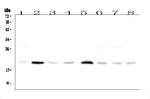 RAP1A Antibody in Western Blot (WB)