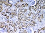 RBP4 Antibody in Immunohistochemistry (Paraffin) (IHC (P))