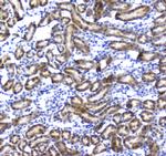 Regucalcin Antibody in Immunohistochemistry (Paraffin) (IHC (P))