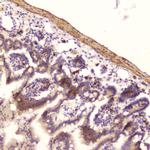 RNASE3 Antibody in Immunohistochemistry (Paraffin) (IHC (P))