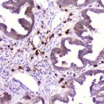 RNASE3 Antibody in Immunohistochemistry (Paraffin) (IHC (P))