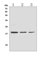 RNASE3 Antibody in Western Blot (WB)