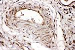 RNH1 Antibody in Immunohistochemistry (Paraffin) (IHC (P))