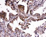 RNH1 Antibody in Immunohistochemistry (Paraffin) (IHC (P))