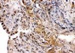 RNH1 Antibody in Immunohistochemistry (Paraffin) (IHC (P))