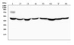 RNH1 Antibody in Western Blot (WB)