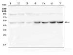 RNH1 Antibody in Western Blot (WB)