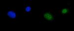 RPA70 Antibody in Immunocytochemistry (ICC/IF)