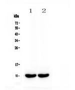 Uteroglobin Antibody in Western Blot (WB)