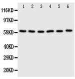 SCLY Antibody in Western Blot (WB)