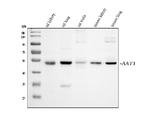 alpha-1 Antitrypsin Antibody in Western Blot (WB)