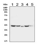 Maspin Antibody in Western Blot (WB)