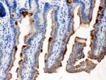 Maspin Antibody in Immunohistochemistry (Paraffin) (IHC (P))