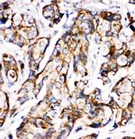 SHH Antibody in Immunohistochemistry (Paraffin) (IHC (P))