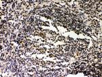 SIRT7 Antibody in Immunohistochemistry (Paraffin) (IHC (P))