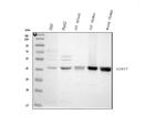 SIRT7 Antibody in Western Blot (WB)