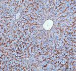 NTCP Antibody in Immunohistochemistry (Paraffin) (IHC (P))