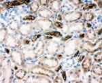 SLC12A1 Antibody in Immunohistochemistry (Frozen) (IHC (F))