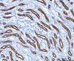 SLC12A1 Antibody in Immunohistochemistry (Paraffin) (IHC (P))