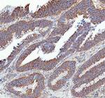 SLC12A6 Antibody in Immunohistochemistry (Paraffin) (IHC (P))