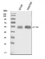 GLAST Antibody in Western Blot (WB)