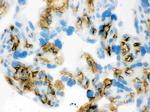 Band 3 Antibody in Immunohistochemistry (Frozen) (IHC (F))