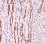 Nhe-1 Antibody in Immunohistochemistry (Paraffin) (IHC (P))