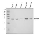 SOD2 (MnSOD) Antibody in Western Blot (WB)