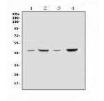 SOX3 Antibody in Western Blot (WB)