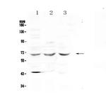 SPHK2 Antibody in Western Blot (WB)