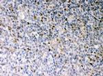 PU.1 Antibody in Immunohistochemistry (Paraffin) (IHC (P))