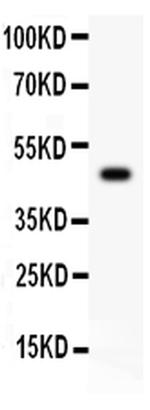 CD43 Antibody in Western Blot (WB)